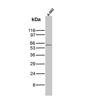 CD5 Antibody