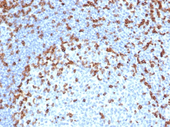 CD7 Antibody