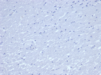 CD7 Antibody