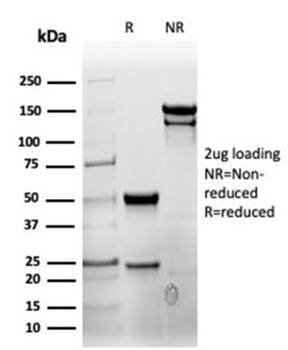 CD7 Antibody