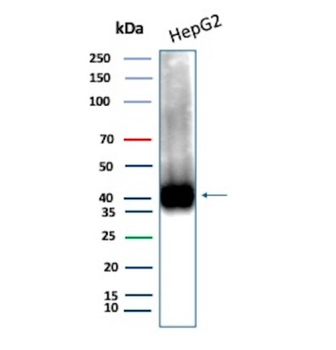 CD7 Antibody