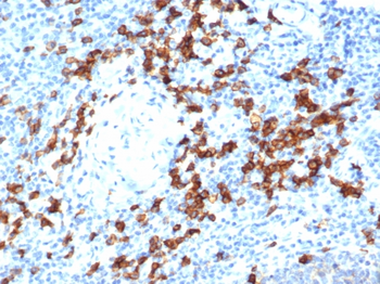 CD38 Antibody