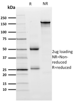 ZNF846 Antibody