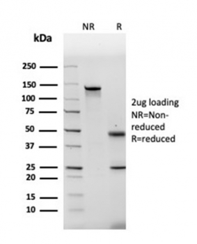 Fn1 Antibody