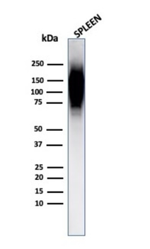 HIF1A Antibody