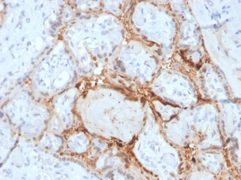 HIF1A Antibody