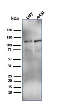 HIF1A Antibody