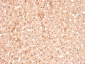 F7 Antibody