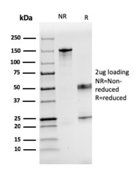 F7 Antibody