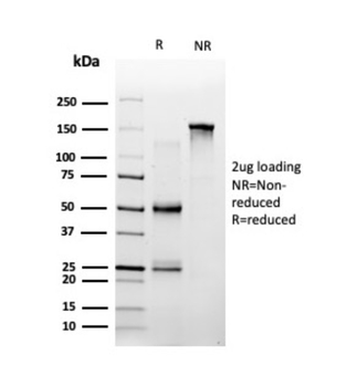 SPIC Antibody