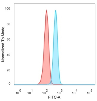 ZBTB7B Antibody