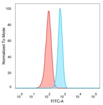 ZBTB7B Antibody