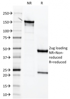 MSLN Antibody (Biotin)