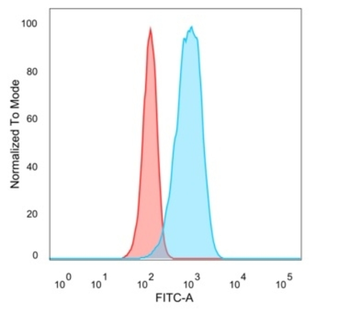 CELF2 Antibody