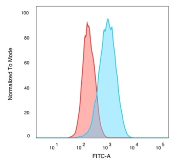 CELF2 Antibody