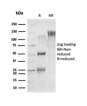 CELF2 Antibody