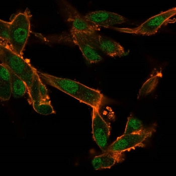 CELF2 Antibody