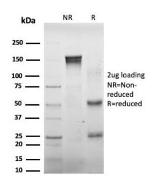 DAXX Antibody