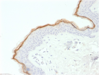 FLG Antibody (Biotin)