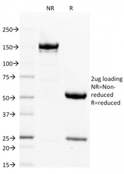 FLG Antibody (Biotin)