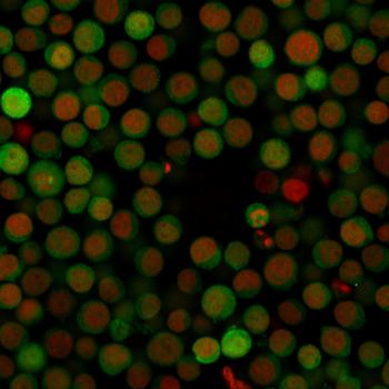 PD-L1 / PDCD1LG1 / CD274 / B7-H1 (Cancer Immunotherapy Target) Antibody