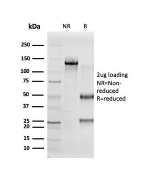 INHA Antibody