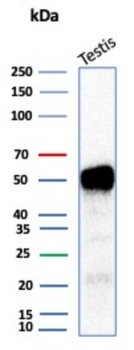 INHA Antibody