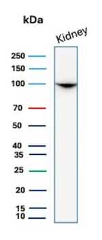 MME Antibody