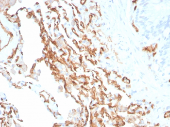 PECAM-1 Antibody