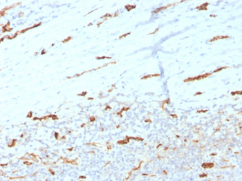 PECAM-1 Antibody