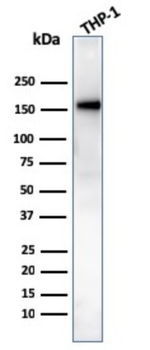 PECAM-1 Antibody