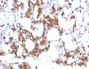RETN Antibody