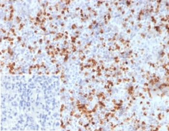 RETN Antibody