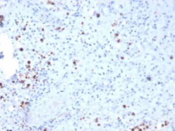 RETN Antibody