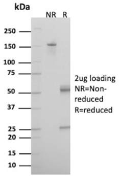 RETN Antibody