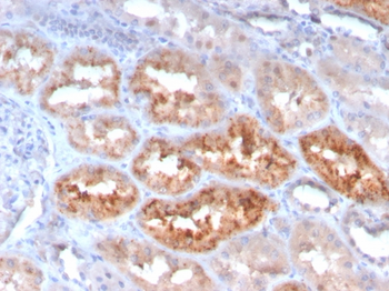 RBP4 Antibody
