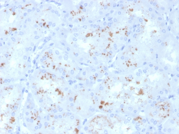 RBP4 Antibody