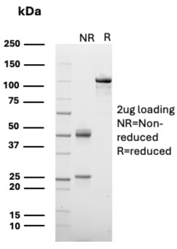 RBP4 Antibody