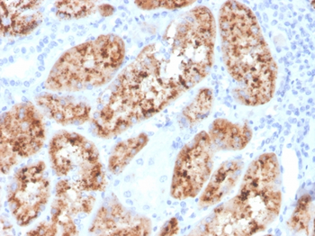 RBP4 Antibody