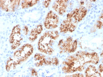 RBP4 Antibody
