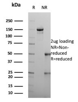RBP4 Antibody