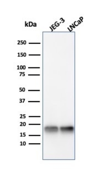 SOD1 Antibody
