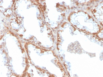 SOD1 Antibody