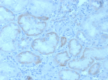 FGF23 Antibody
