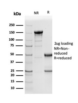 NAPSA Antibody