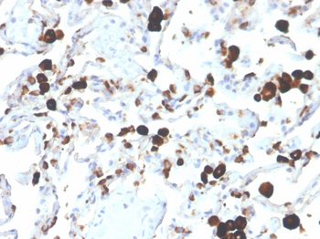 NAPSA Antibody