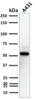 TOX3 Antibody