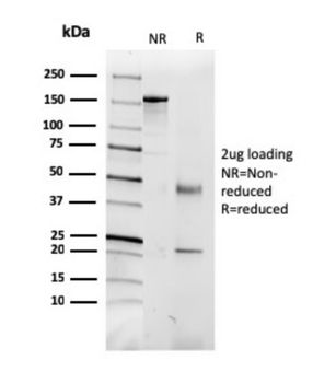 CD5L Antibody