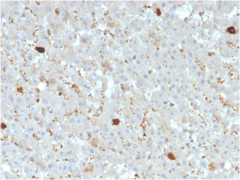 APOA4 Antibody