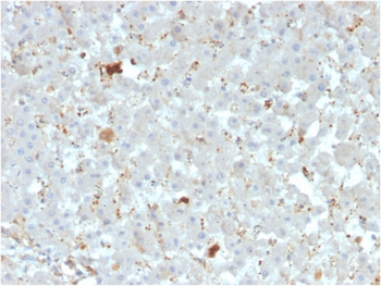 APOA4 Antibody